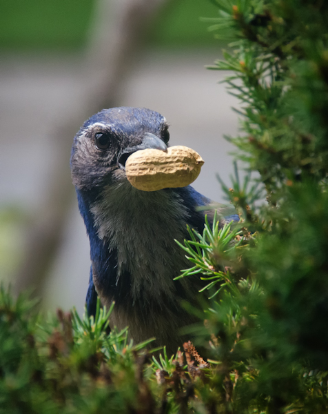 Maralee_Park_130621_49744-Edit