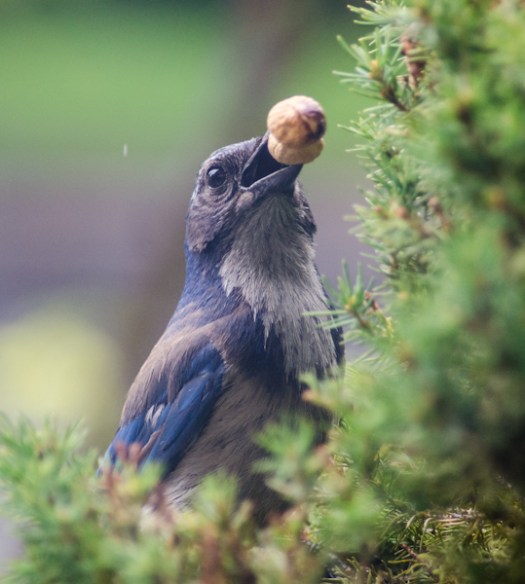 Maralee_Park_130623_49918