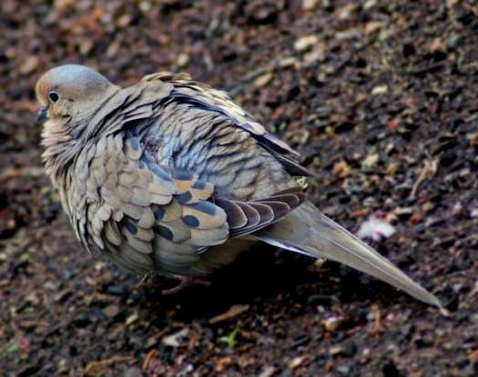 Maralee_Park_130624_49958-Edit