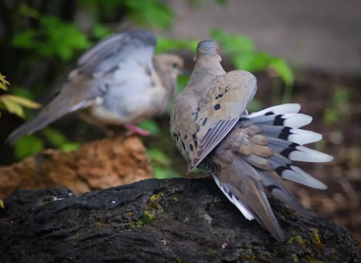 Maralee_Park_130624_50001-Edit-Edit