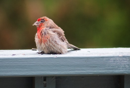 Maralee_Park_130626_50026-Edit