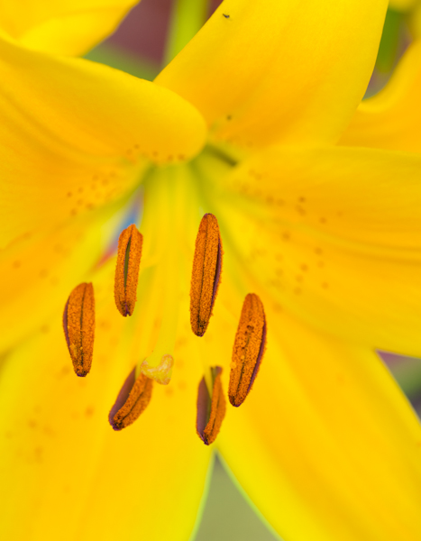 Maralee_Park_130626_50057-Edit