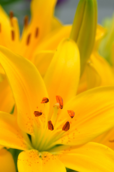 Maralee_Park_130626_50078-Edit