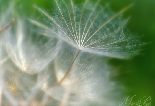 Maralee_Park_130628_50277-Edit