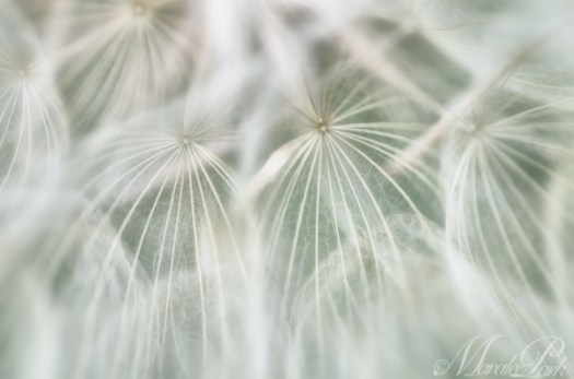 Maralee_Park_130628_50304-Edit