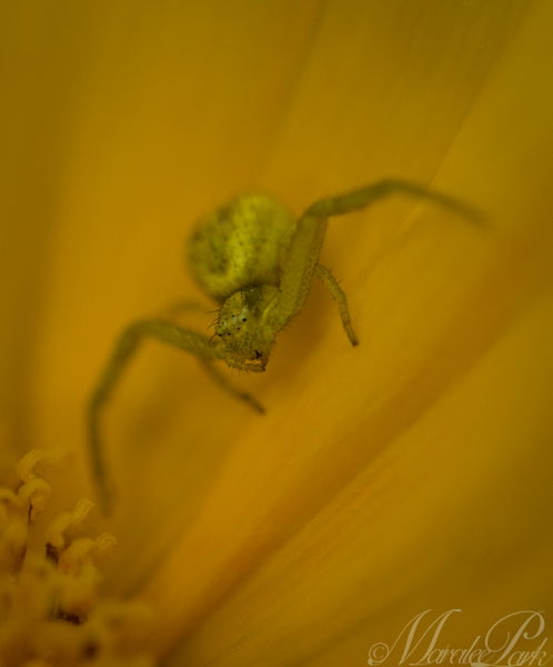 Maralee_Park_130629_50337-Edit