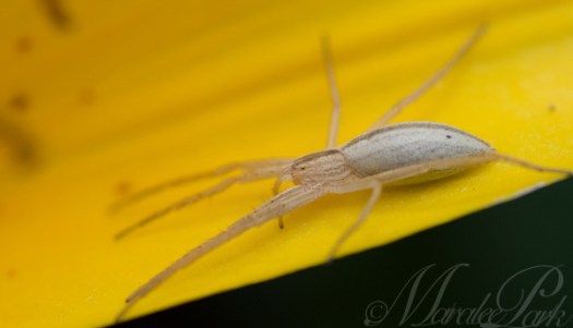 Maralee_Park_130629_50355-Edit