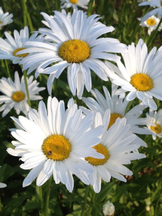 Daisies 2