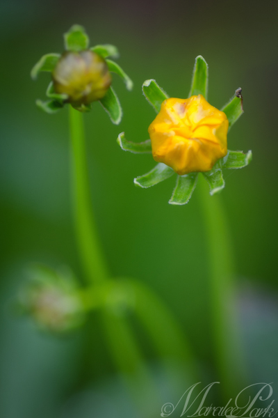 Maralee_Park_130626_50127-Edit