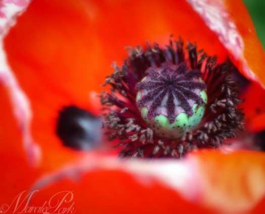 Maralee_Park_130627_50268-Edit-Edit