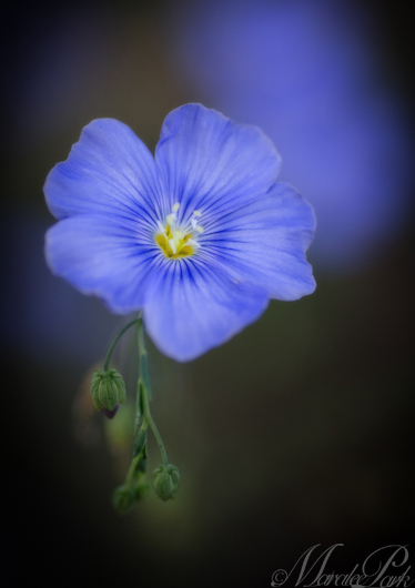 Maralee_Park_130628_50310-Edit-Edit