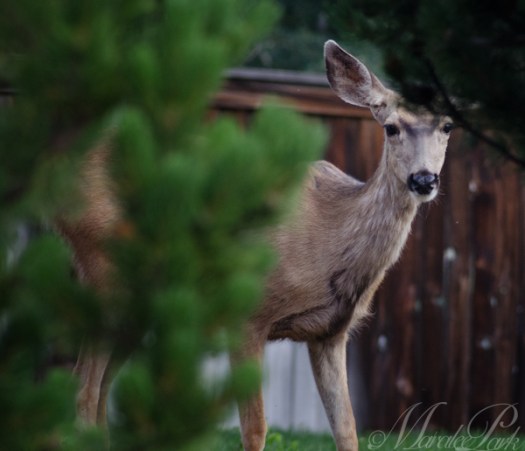 Maralee_Park_130702_50388-Edit