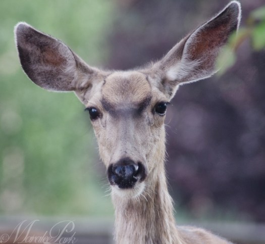 Maralee_Park_130702_50395-Edit-Edit