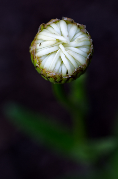 Maralee_Park_130703_50449-Edit