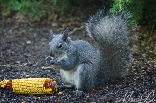 Maralee_Park_130704_50517