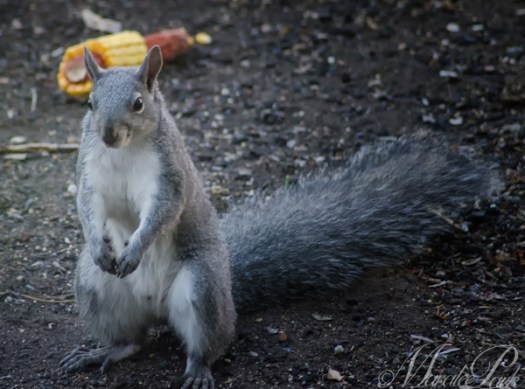 Maralee_Park_130704_50525-Edit-Edit