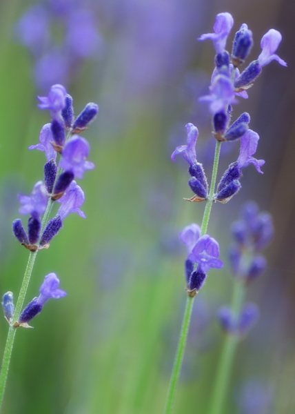 Maralee_Park_130709_50596-Edit