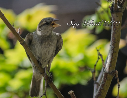 Maralee_Park_130710_50610