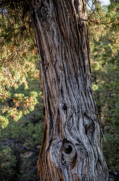 Vertical section of the tree.