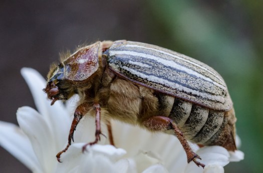 Maralee_Park_130716_50986-Edit