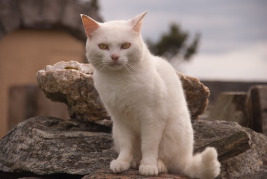 This pretty kitty belonged to our guide at Callanish.