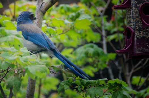 Maralee_Park_130617_49555-Edit