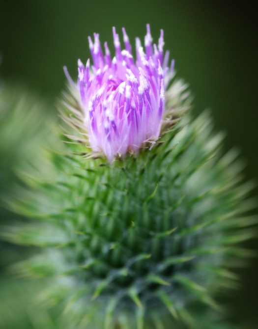 Maralee_Park_130801_51963-Edit