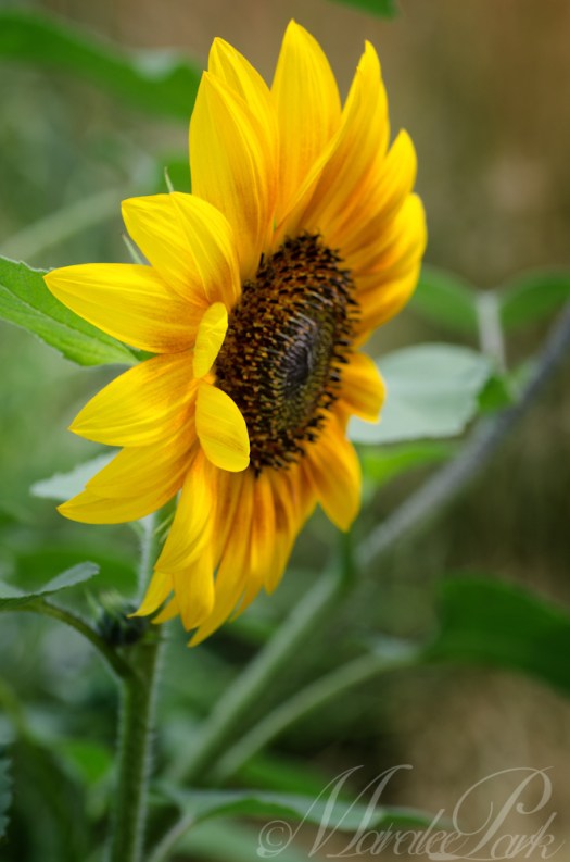 Maralee_Park_130807_52172-Edit