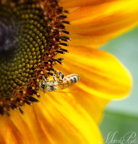 Maralee_Park_130807_52177-Edit