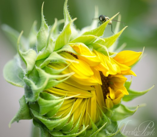 Maralee_Park_130807_52192-Edit