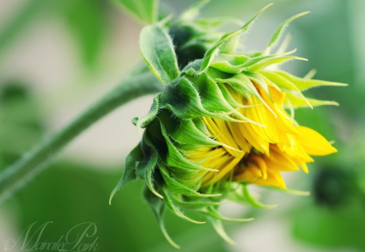 Maralee_Park_130807_52196-Edit