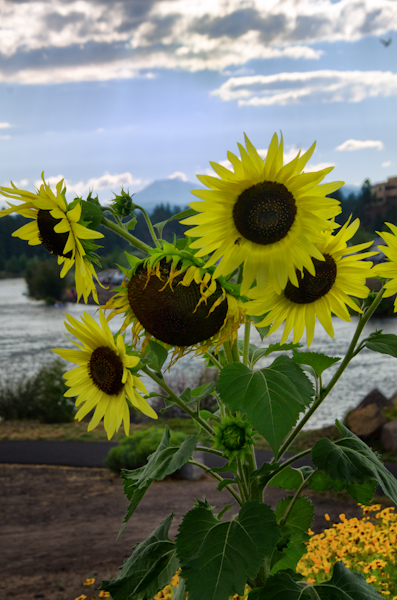 Maralee_Park_130817_52696-Edit