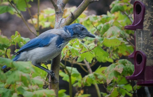 Maralee_Park_130821_52912-Edit-Edit