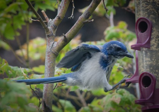 Maralee_Park_130821_52931-Edit