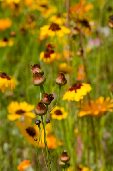 Shot at f/25.  The subject blends in with the background
