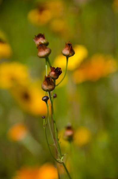 Shot at f/6.3.  The subject is more isolated from the background.