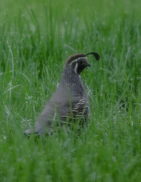 Maralee_Park_130824_53191