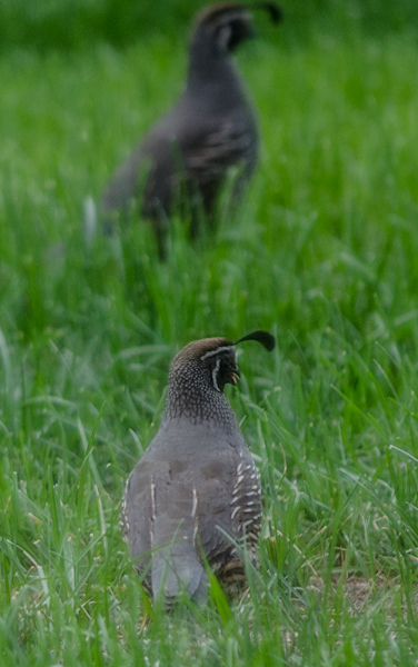 I definitely need to mow the lawn.