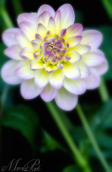 Maralee_Park_130827_53265-Edit