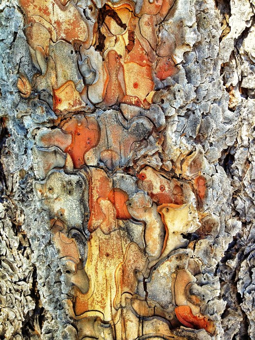 Tree Bark
