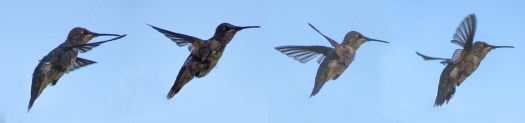 Hummingbird Pano