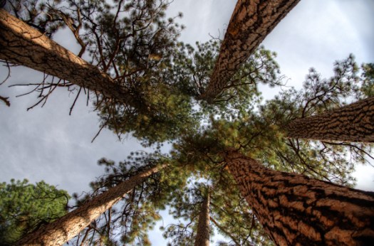 Maralee_Park_121020_37531_30_29