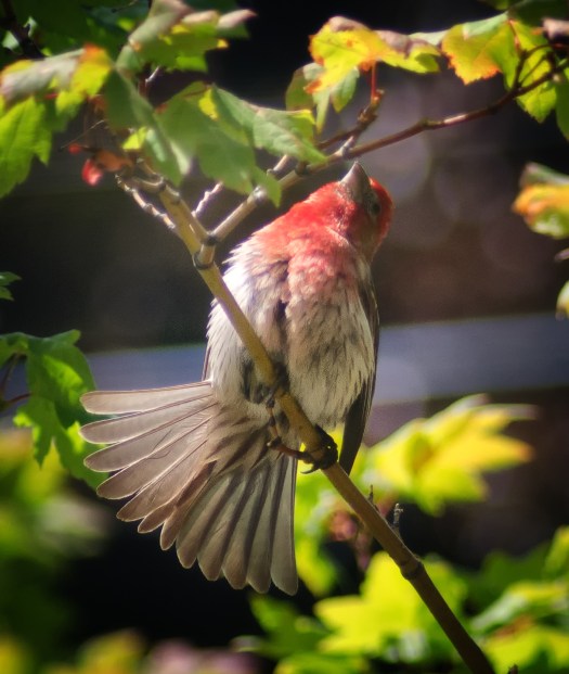 Maralee_Park_130710_50602-Edit