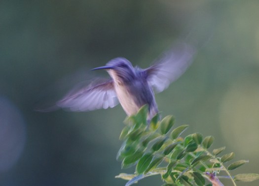 Maralee_Park_130901_53385