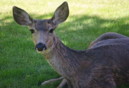 Relaxing in the shade