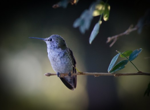 Maralee_Park_130910_53739-Edit-Edit