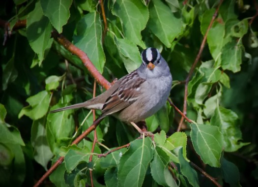 Maralee_Park_130920_54118-Edit