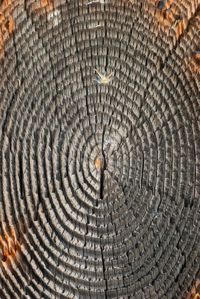 Tree rings