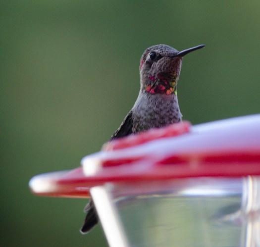 Maralee_Park_130921_54358