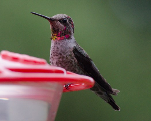 Maralee_Park_130921_54426